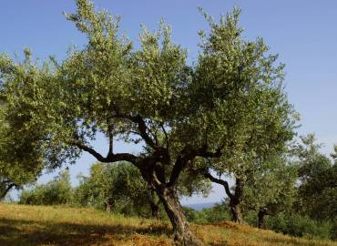 Olivenbaum-Pate werden