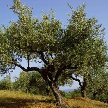 Olivenbaum-Pate werden