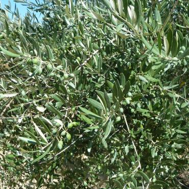 Koroneiki-Olivenöl biozyklisch-vegan